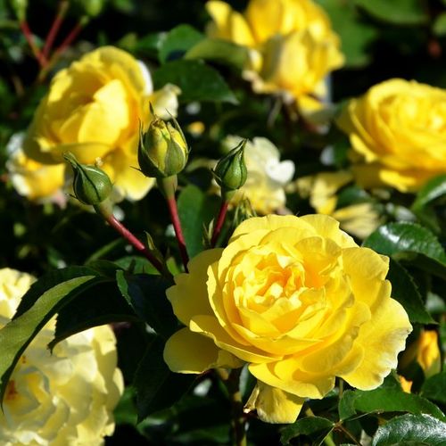 Rosa Solero ® - galben - Trandafir copac cu trunchi înalt - cu flori în buchet - coroană tufiș